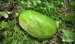 美静吃瓜,揭秘娱乐圈那些不为人知的幕后故事