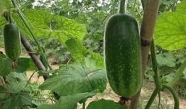 吃毛瓜有什么功效,养生保健的多重益处揭秘