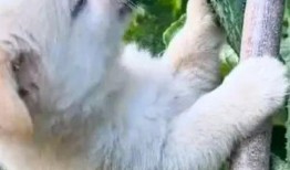 吃瓜狗搞笑视频下载,笑料横生，欢乐无限