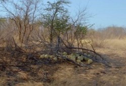 大型吃瓜现场后续,揭秘幕后真相，事件反转再引热议