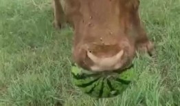 卖瓜吃牛,揭秘瓜农的智慧与生活奇遇