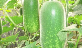 吃瓜8001,一场全民参与的趣味盛宴