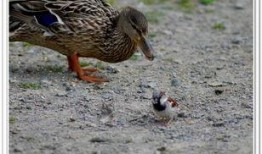 吃瓜快乐鸭图片,揭秘网络热图背后的欢乐与思考