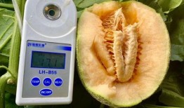 吃瓜合集地址,一场视觉与味蕾的双重盛宴