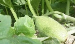 吃瓜群众小扁豆,揭秘娱乐圈那些事儿