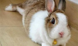 兔子吃瓜摔辫子,趣味横生的意外奇遇