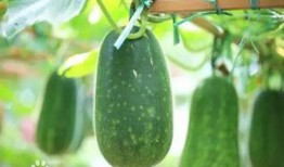 不知止吃瓜,揭秘网络热议背后的真相与反思