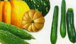 护手瓜怎样吃,探索美味与健康的完美结合