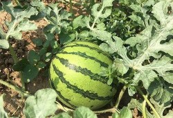 书明在朝堂吃瓜,书明吃瓜记