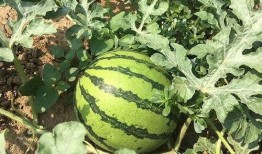 书明在朝堂吃瓜,书明吃瓜记