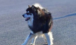 二哈偷瓜吃,一场欢乐的田园趣事