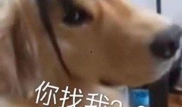 脚丫吃瓜表情包