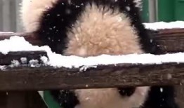 吃瓜小熊生肖,趣味横生的生肖故事