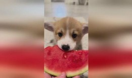 四个小狗吃瓜,四萌犬瓜田乐