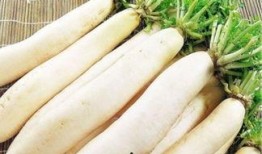 感冒可以吃毛瓜,感冒期间的天然良药