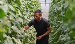 温岭市吃瓜,瓜果飘香，品味生活新篇章