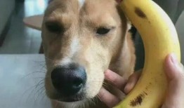 吃瓜女孩男生头像,吃瓜女孩与男生头像的浪漫故事