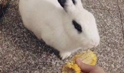 兔肥吃瓜,探寻兔子与西瓜的奇妙缘分