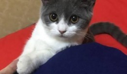 吃瓜遇到猫,温馨瞬间定格