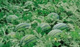 森林消防监控吃瓜,监控下的守护与挑战