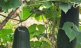 吃瓜泻火,夏日养生新风尚