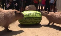 吃瓜机器排名,谁是瓜界霸主？