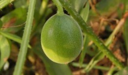 马泡瓜怎样吃,解锁美味新体验