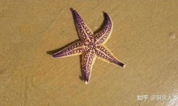 吃瓜小海星,揭秘娱乐圈那些不为人知的幕后故事