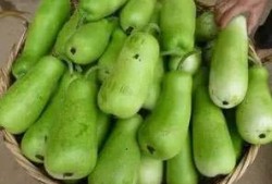 吃葫芦瓜烧心,揭秘消暑美食背后的健康之谜