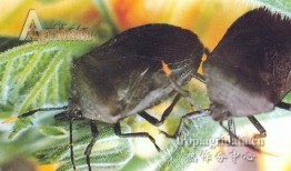 蝽瓜可以吃吗,美味可口的食用植物探索