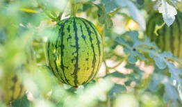 成都吃瓜基地在哪里,揭秘网红美食聚集地