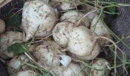 吃瓜达人71,揭秘娱乐圈幕后故事