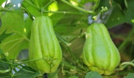 佛手瓜的瓜尖可以吃吗,可食用之美味探索