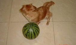 狗狗吃绿贝贝瓜好吗,狗狗食用绿贝贝瓜的安全性分析