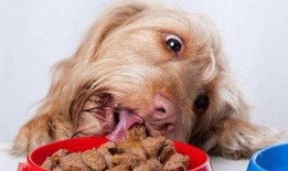 狗狗吃绿贝贝瓜好吗,狗狗食用绿贝贝瓜的安全性分析