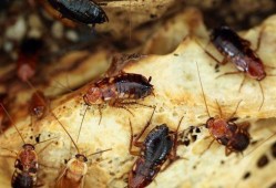 蟑螂带你吃瓜,一场别开生面的美食之旅