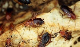 蟑螂带你吃瓜,一场别开生面的美食之旅