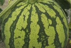 今日吃瓜必看,揭秘娱乐圈最新瓜料，吃瓜群众必看！