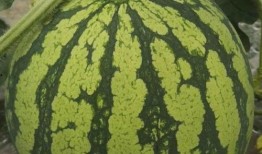 今日吃瓜必看,揭秘娱乐圈最新瓜料，吃瓜群众必看！