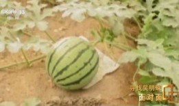 当别人在吃瓜,当别人在吃瓜，我们却在见证真相