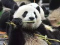 娱乐吃瓜酱熊猫,娱乐吃瓜酱熊猫的趣味生活揭秘