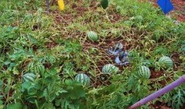 老鸦瓜可以吃么,美味可口的天然食材探索