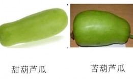 吃葫芦瓜的图片,清新口感，夏日解暑佳品