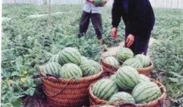 关于吃瓜的节目名称