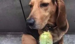 狗狗吃绿贝贝瓜好吗,狗狗食用绿贝贝瓜的安全性分析