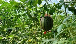 高效吃瓜,高效掌握娱乐圈动态