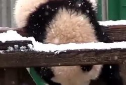 吃瓜小熊亚当,揭秘娱乐圈的甜蜜瓜田