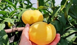 光彩吃瓜,揭秘娱乐圈幕后故事