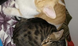 某猫吃瓜,揭秘娱乐圈幕后真相