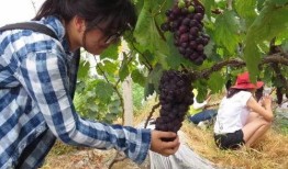 广西钦州吃瓜事件,一场引发热议的街头冲突